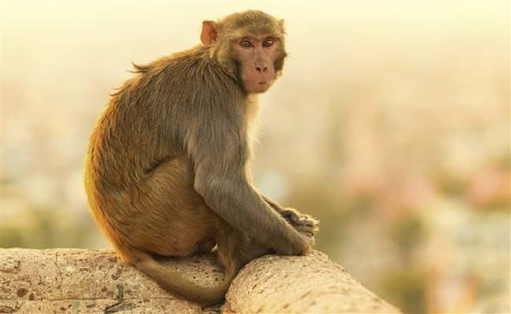 [會員限定] 220718「槓桿法國語」旅居法國20年華僑教你觀光法語會話 - 第八回：我們去動物園看猴子怎麼樣？
