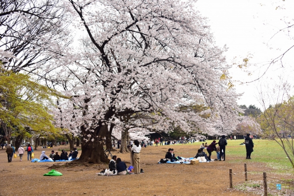 210103「槓桿日本語」日本人常掛嘴邊的遊玩景點日語會話 - 第六回：代々木公園